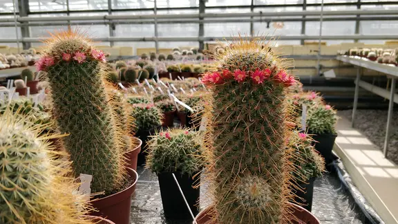 Winterharte Kakteen und Sukkulenten im Garten pflanzen | mdr.de