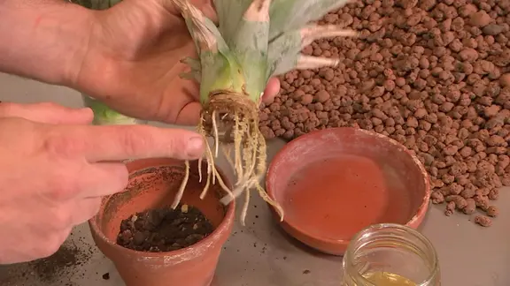 Ananas vermehren: Neue Pflanze aus einem Schopf ziehen | mdr.de