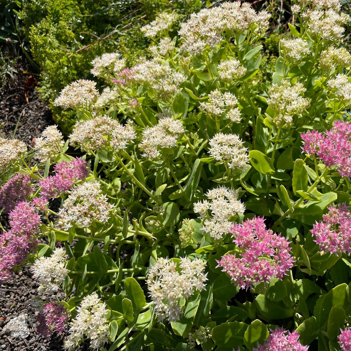 bambus dünger kaufen Bambus Dünger Flora Boost für gesunde und prächtige Bambuspflanzen