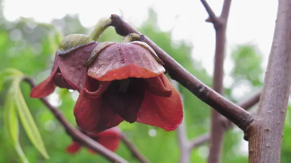 Indianerbanane" Pawpaw im Garten pflanzen | mdr.de