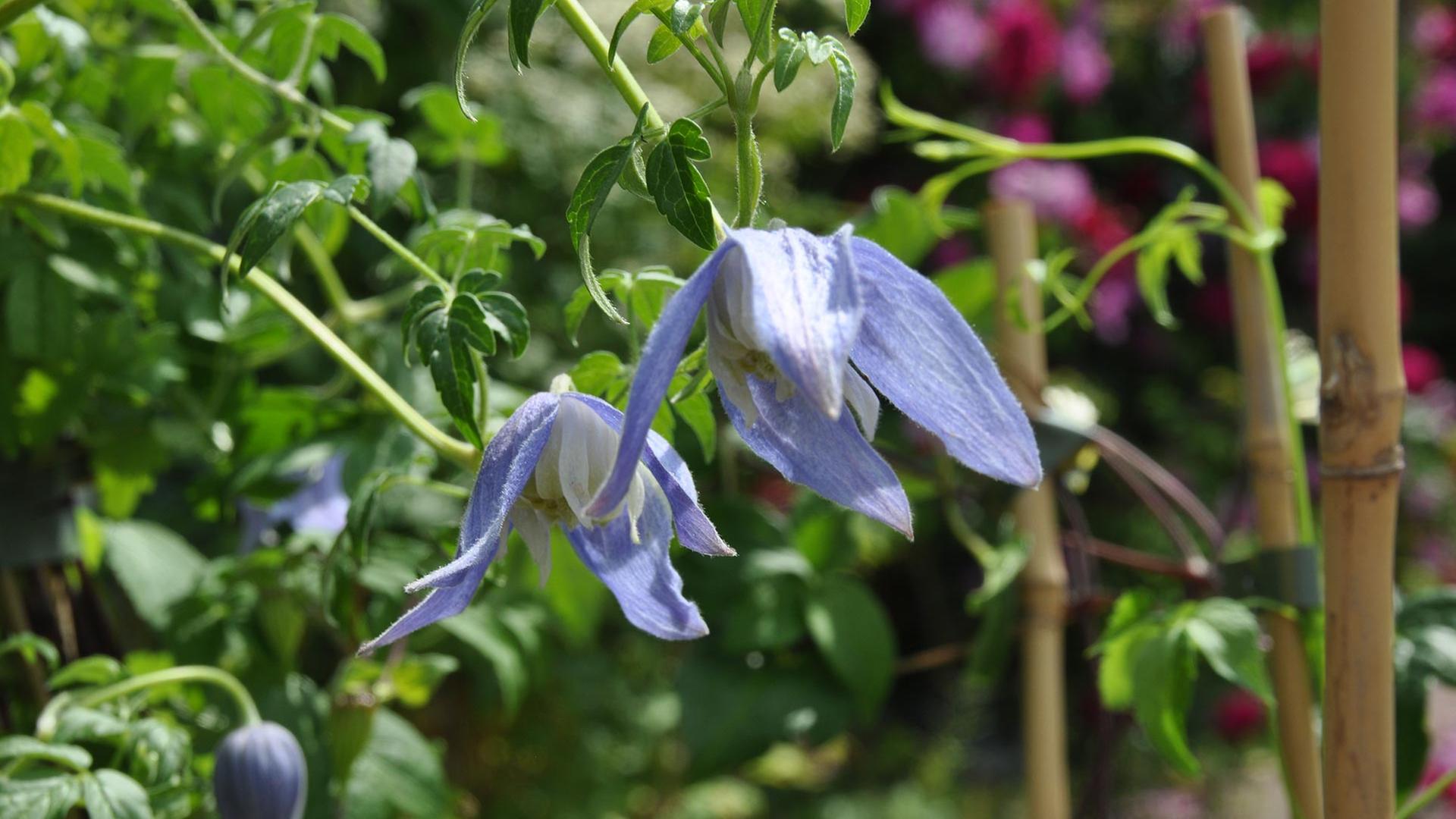 Frhblhende Clematis: Pflanzen, Sorten, Standort | mdr.de