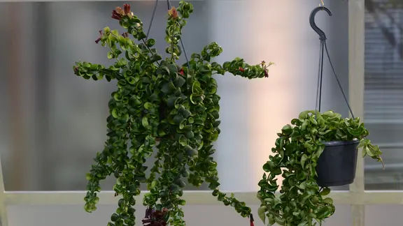 epipremnum shangri la variegata Pothos 'Shangri La'
