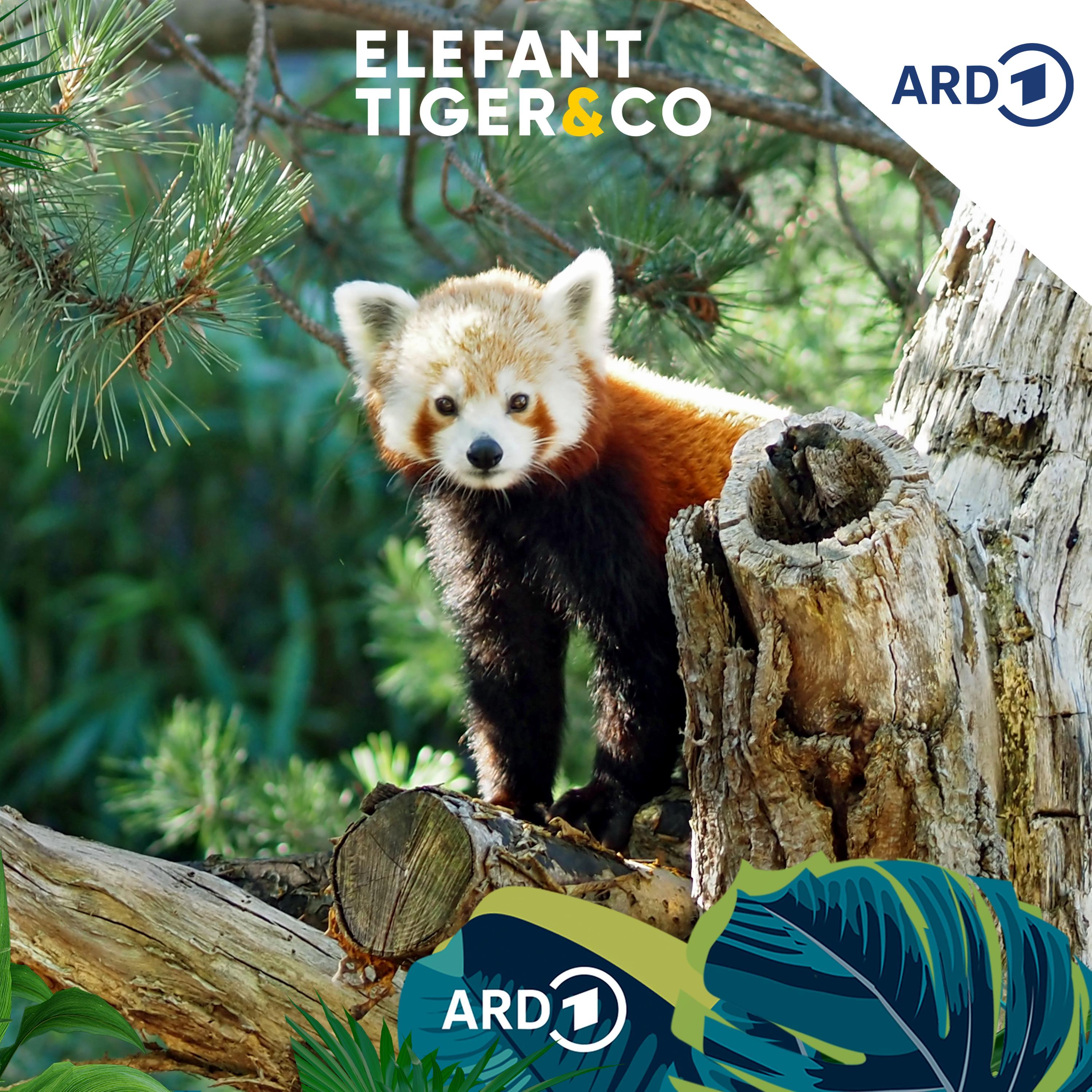 Der Rote Panda - Held des neuen ETC-Podcasts episode artwork