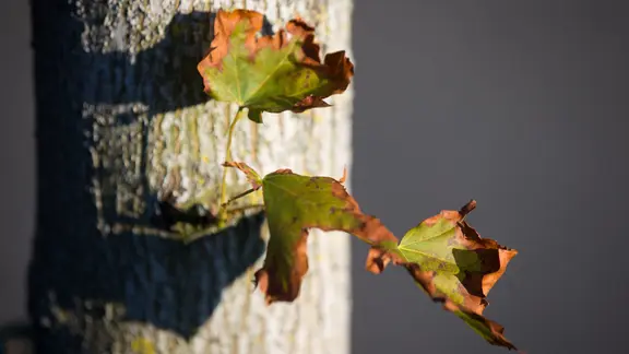 vertrocknete Blätter an einem Baum