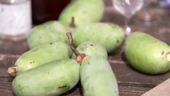 Indianerbanane" Pawpaw im Garten pflanzen | mdr.de