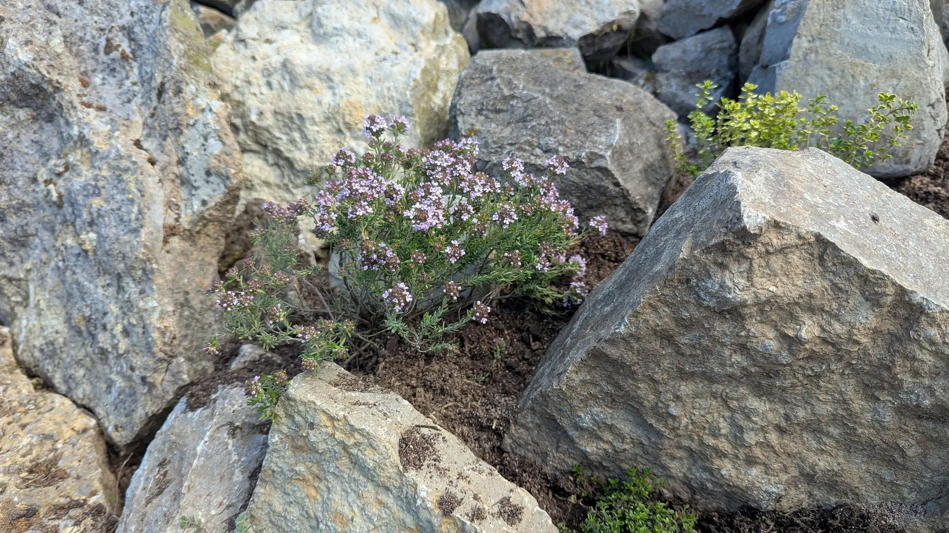 Thymian: Perfekt frs Steinbeet und als Bodendecker
