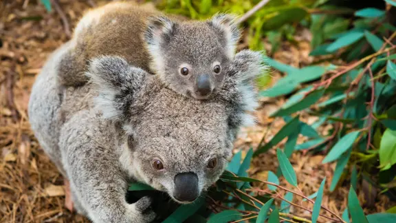 Josef Settele ist tot: Was der Biodiversitäts-Experte für Natur- und Klimaschutz bewirkt hat