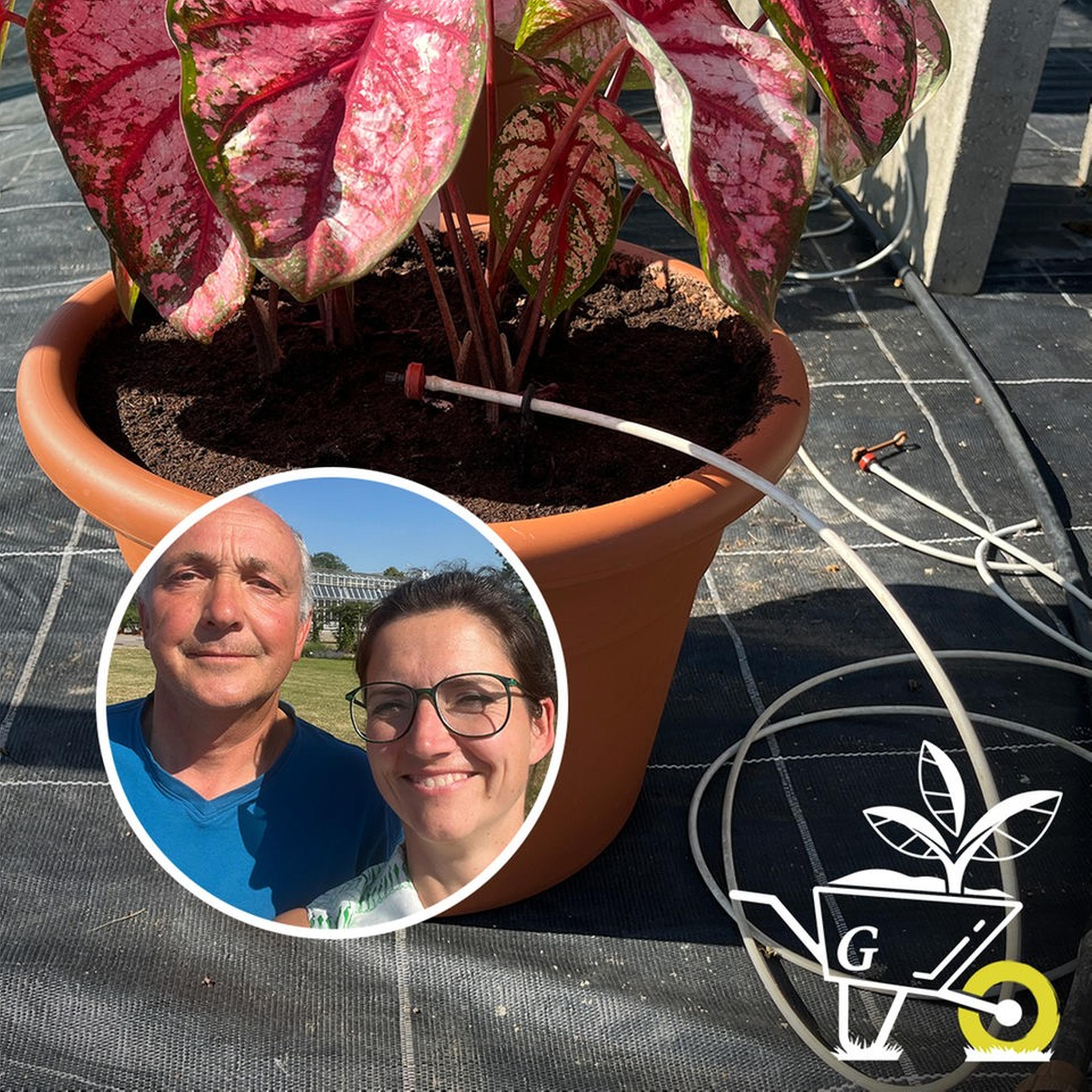 #37: Automatische Bewässerung für Garten und Balkon episode artwork