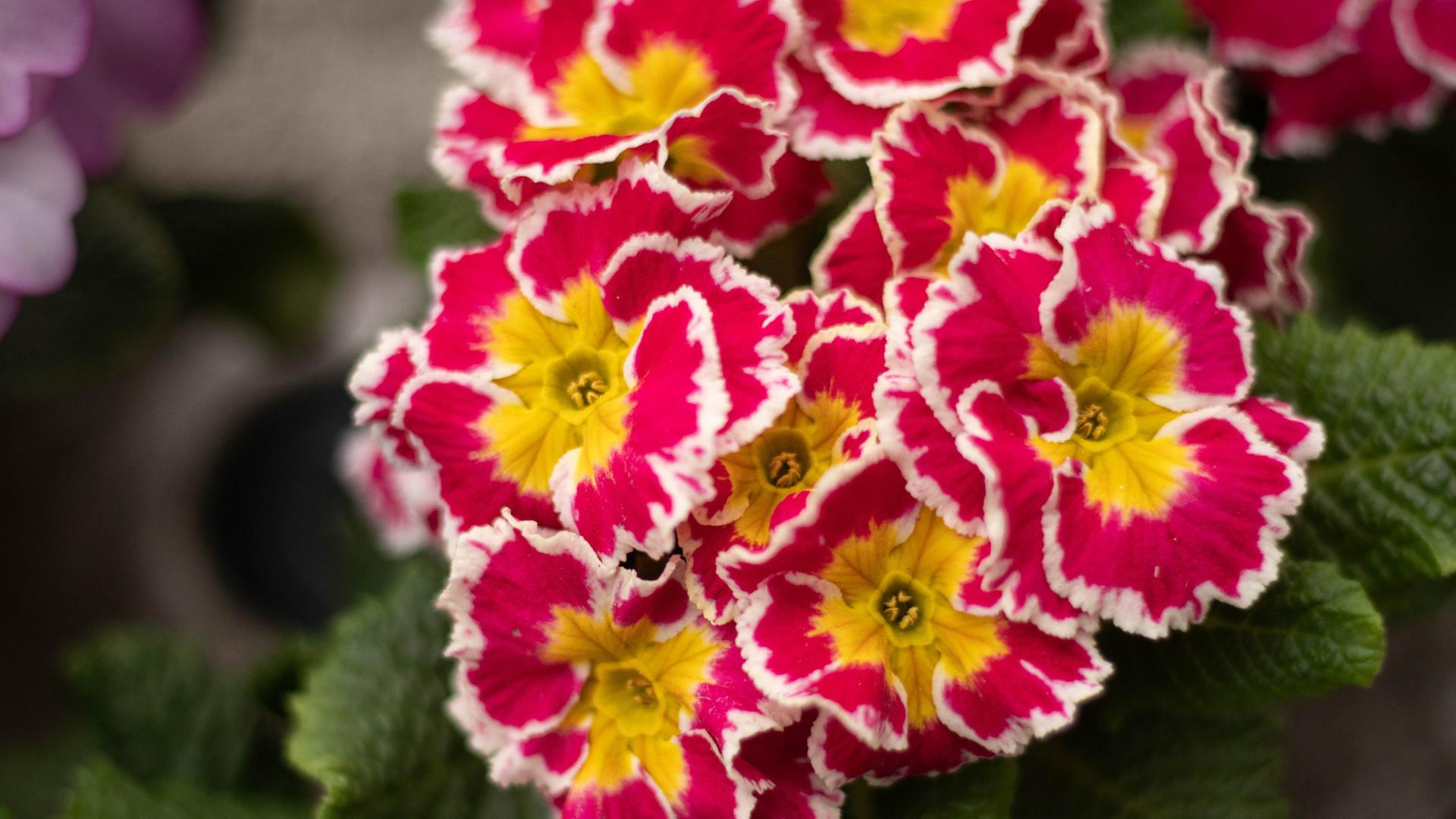 wunderbaum zimmerpflanze Wunderstrauch 'Mammi' - Codiaeum variegatum mammi main image 1