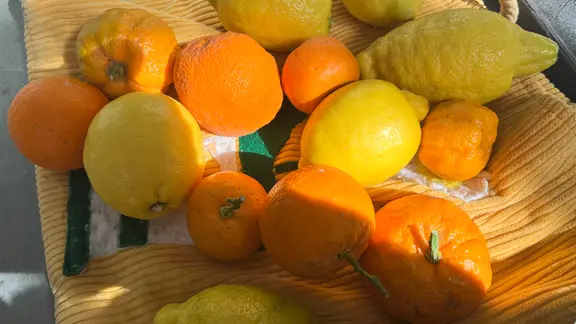 Orangenbaum im Topf: So pflegst du ihn richtig | mdr.de