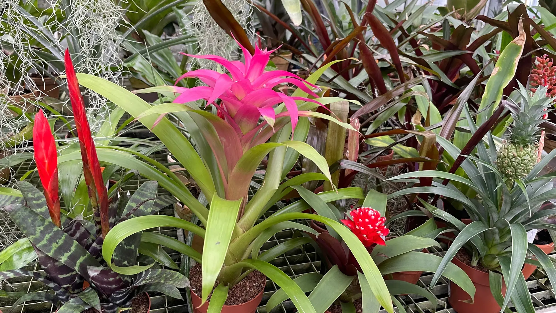 Bromelien und Tillandsien: So pflegen Sie Exoten richtig