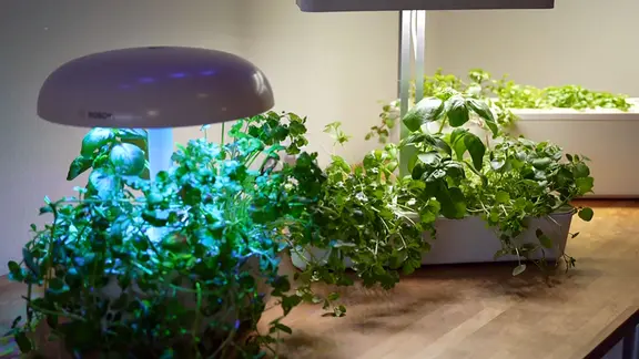 Grtnern ohne Garten: Tipps fr den Einstieg ins Indoor-Gardening | mdr.de