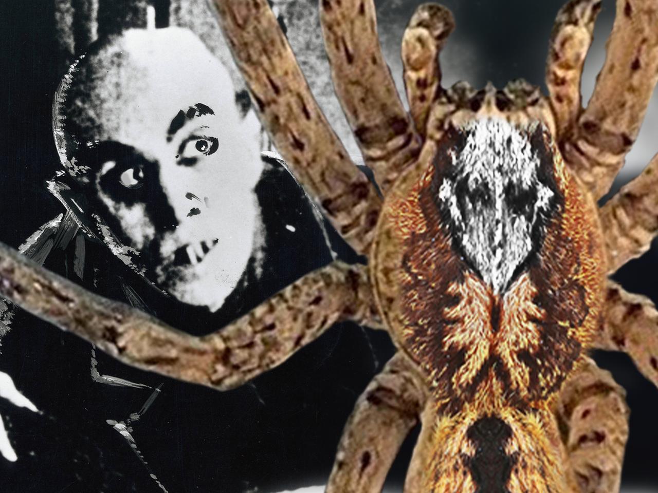 Nosferatu-Spinnen: Was wissen wir ber "Zoropsis spinimana" in Deutschland?  | mdr.de