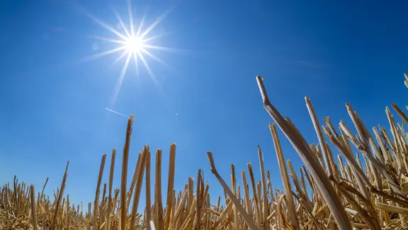 Die Sonne scheint bei blauem Himmel über einem Stoppelacker. 
