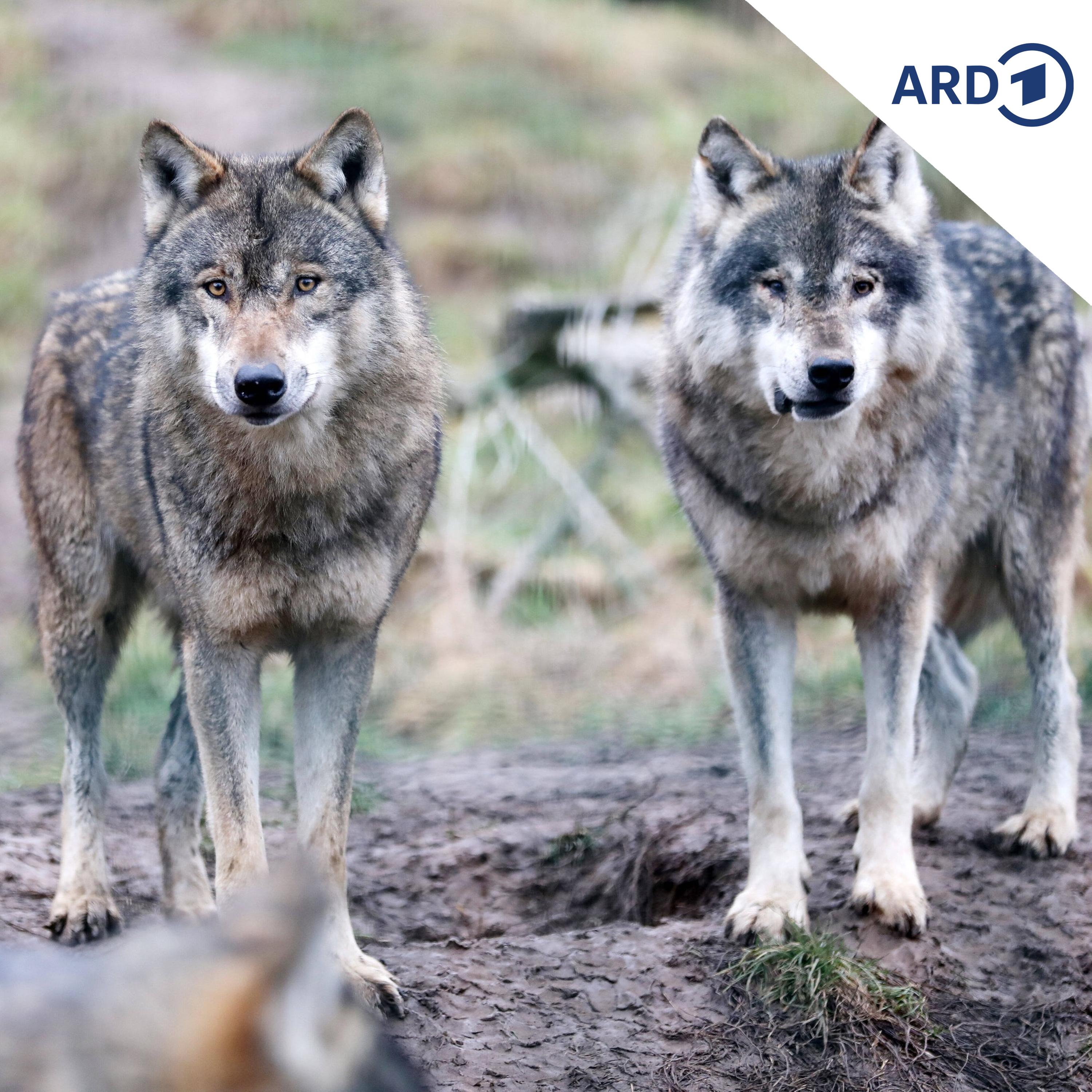 Wann ist ein Wolf ein Problem-Wolf? episode artwork