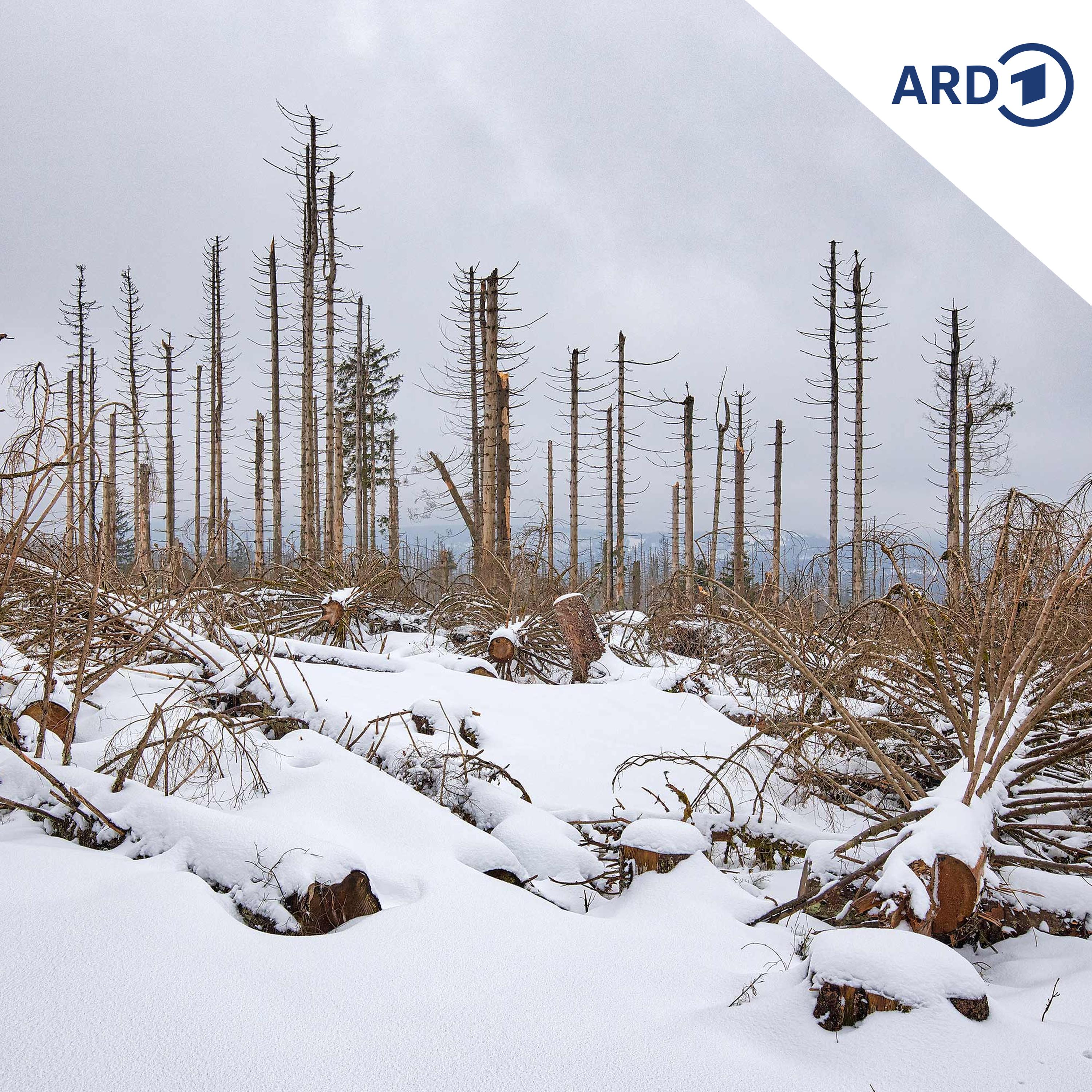 Waldsterben: Was tut Deutschland für heimische Wälder? episode artwork