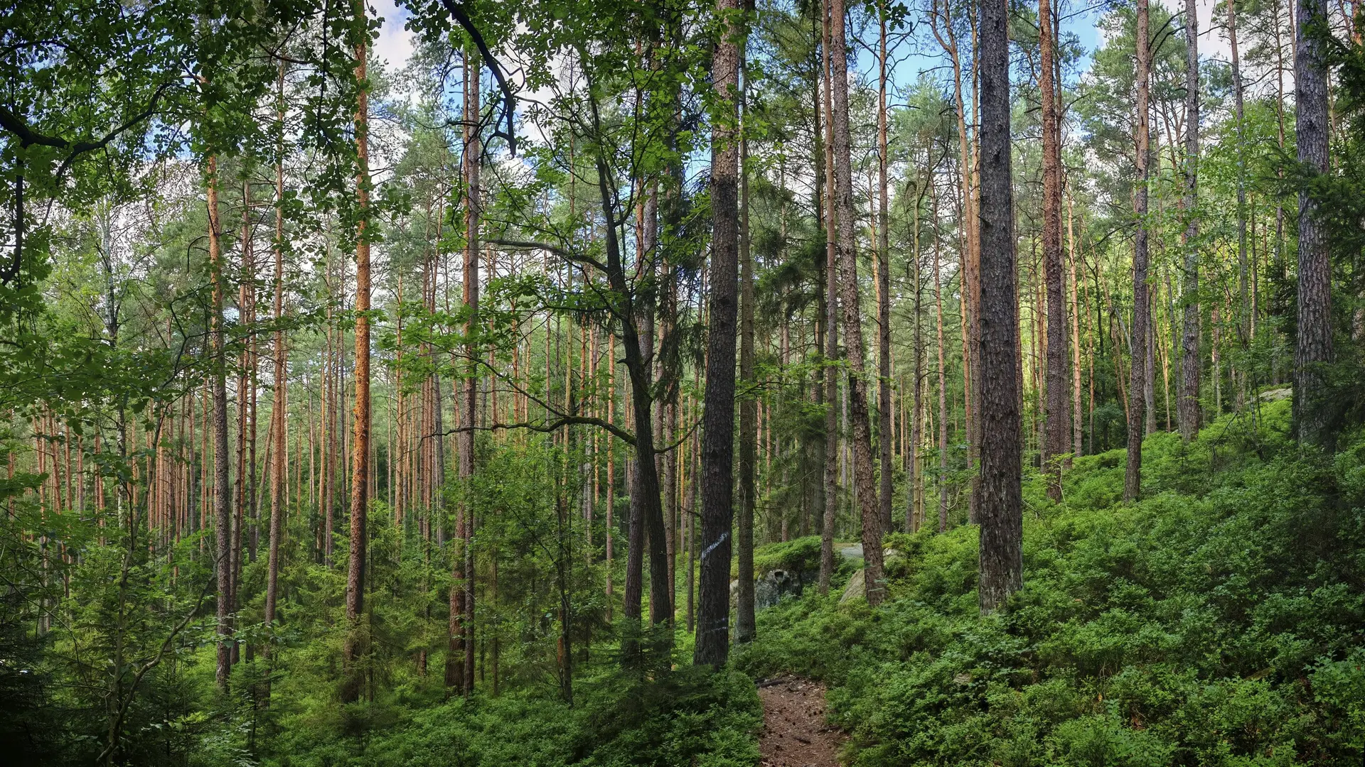 Spaziergang im Wald: Kann man den Klimawandel hören?