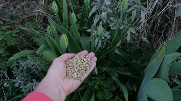 Tulpen pflanzen und zur Bltezeit richtig pflegen | mdr.de