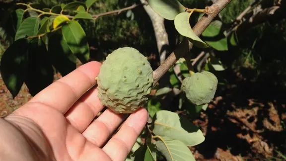 Cherimoya: So gedeiht die tropische Pflanze zu Hause | mdr.de