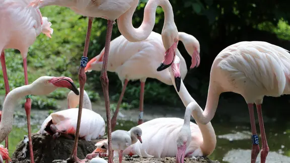 Rosaflamingos im Tierpark Chemnitz haben Nachwuchs