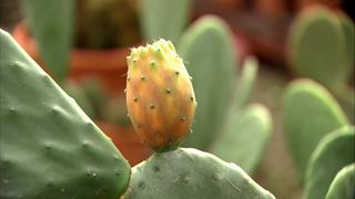 Opuntien - Kakteen fr den Garten