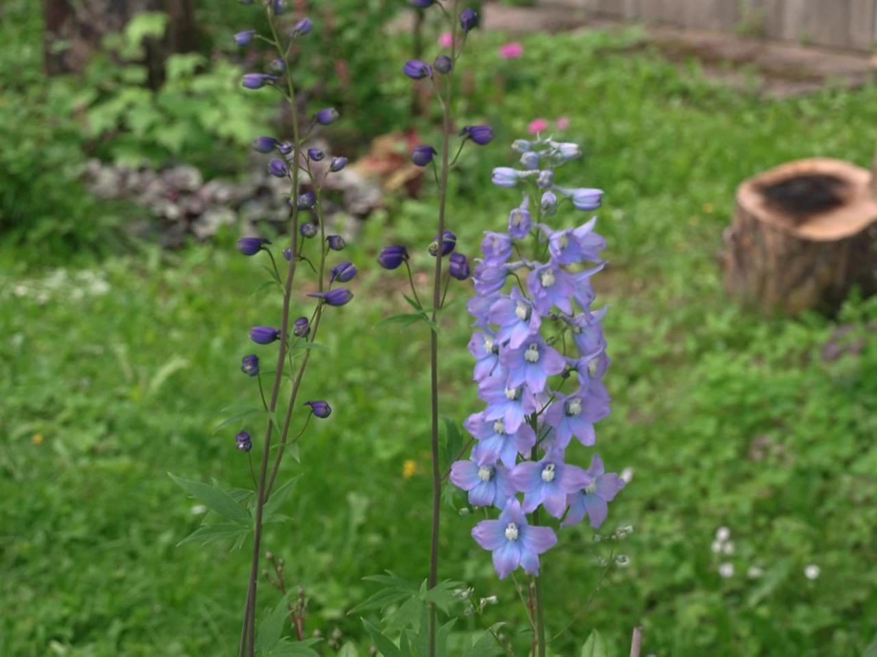 Prachtstaude: Rittersporn im Garten