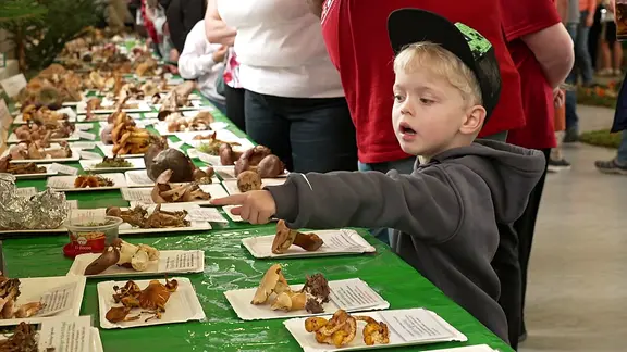 Zu sehen ist ein kleiner Junge vor einer langen Tafel mit Pilzen.