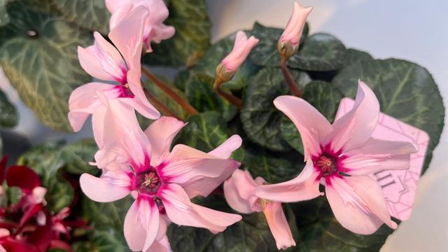 Alpenveilchen: Die vielfltigen Blumen richtig gieen und pflegen