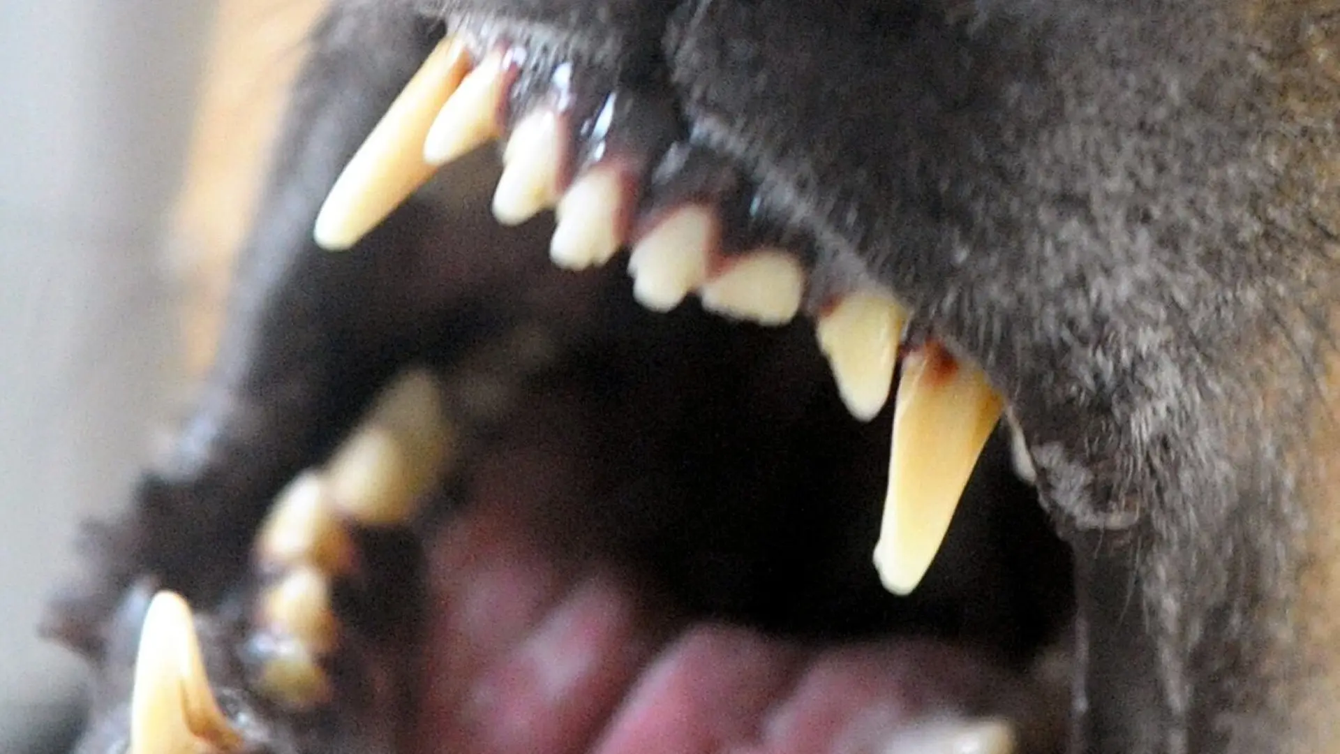 37-Jähriger hetzt in Chemnitz Hund auf Polizisten