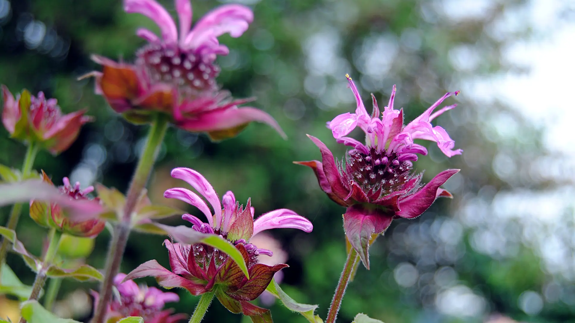 Indianernessel: Monarda bringt Farbenpracht ins Staudenbeet | mdr.de