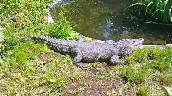 Krokodil