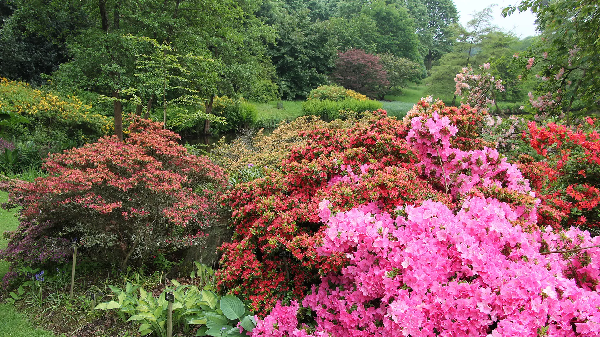 Savill Garden: Waldgarten mit hunderten Rhododendron-Sorten