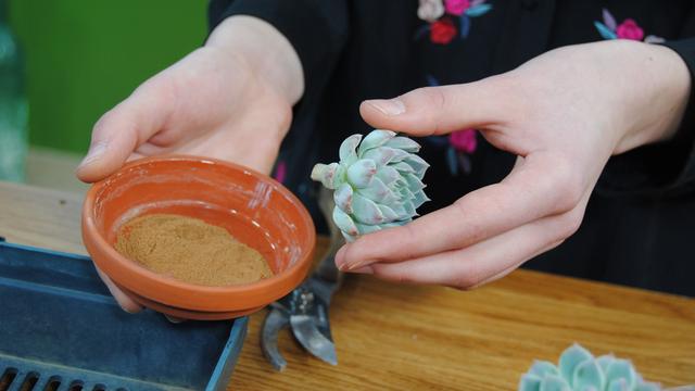Echeveria: Stecklinge schneiden und bewurzeln