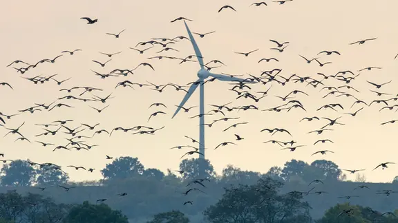 Wildgänse fliegen am Himmel über dem Oderbruch, während sich im Hintergrund ein Windrad dreht.
