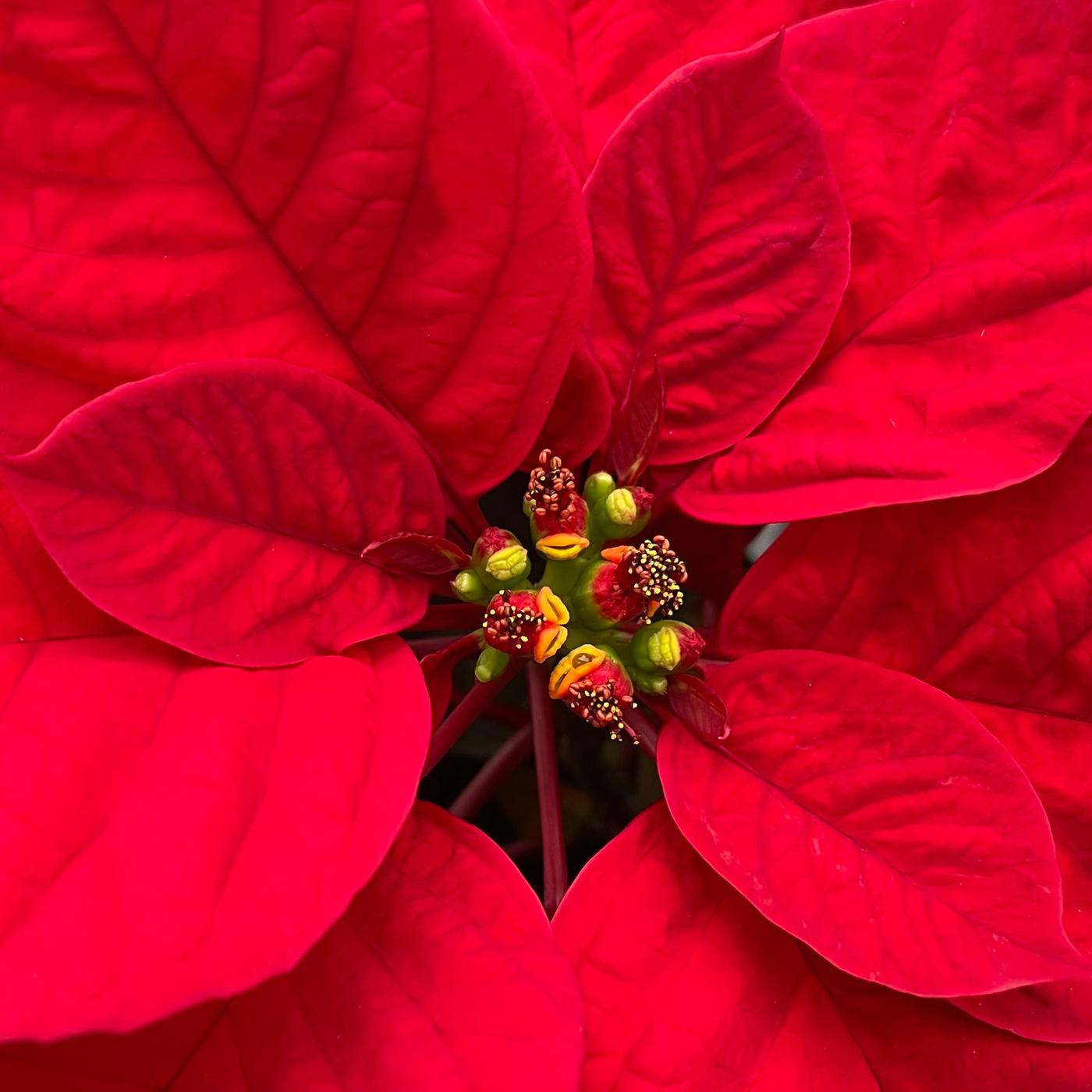 5 Tipps: Weihnachtssterne kaufen, transportieren, pflegen | mdr.de