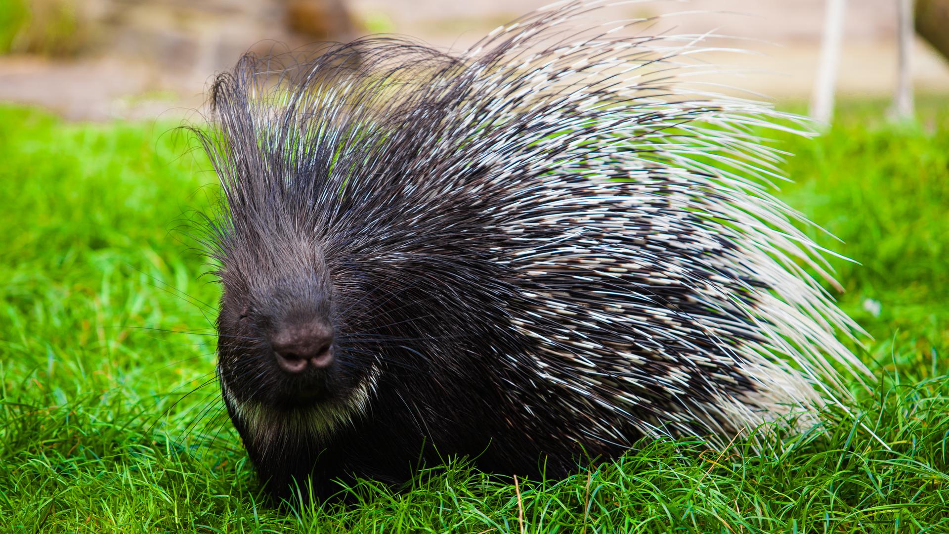 Ein entlaufenes Sonneberger Stachelschwein überfahren