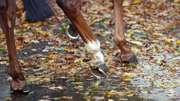 Pferd läuft im Herbst durch eine Pfuetze mit Laub