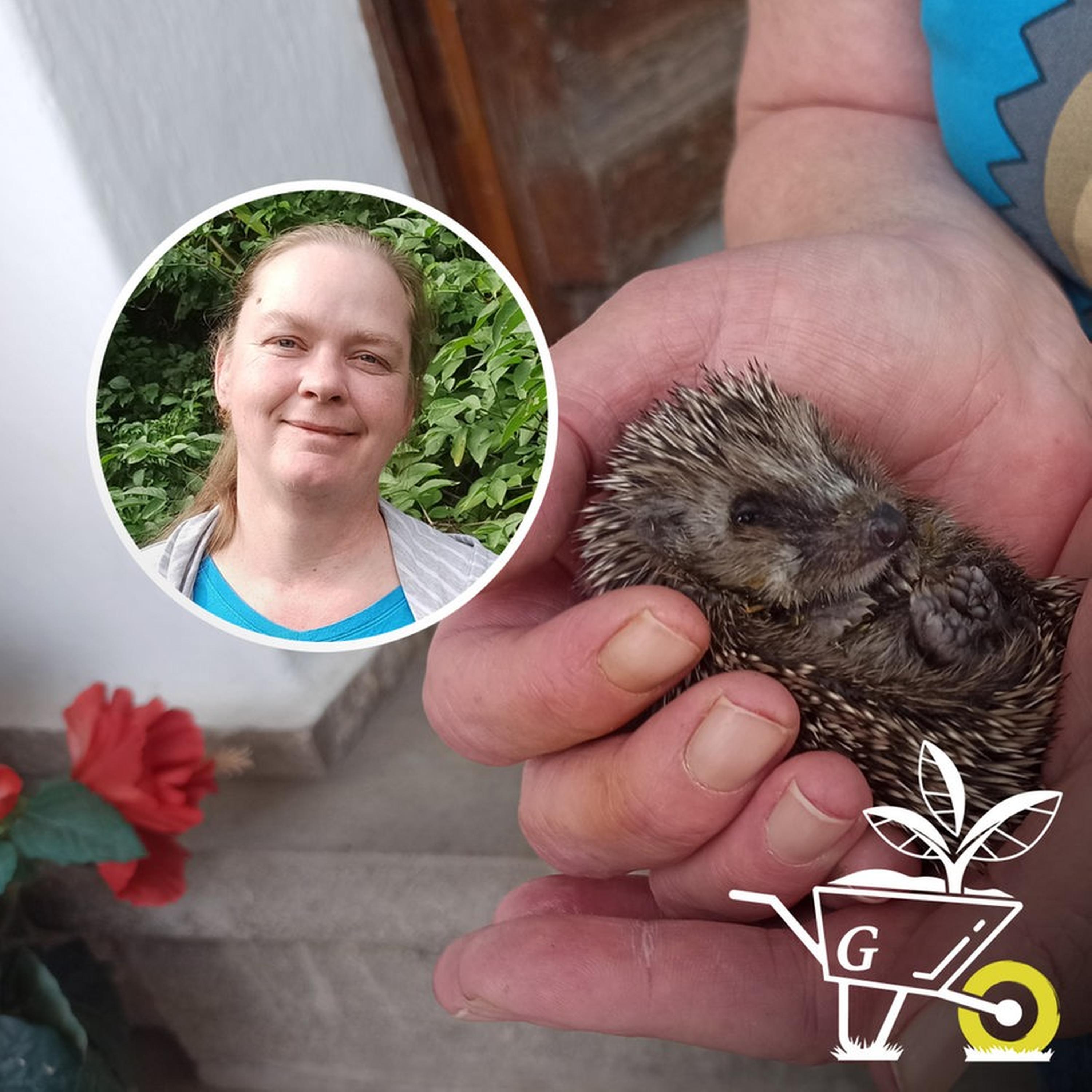 #97: Igel im Garten episode artwork