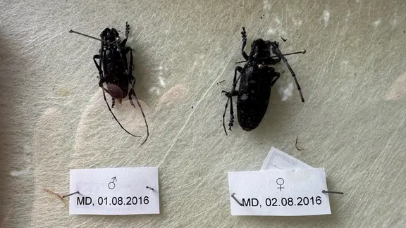 Zwei Laubholzbockkäfer liegen mit Datumsangaben auf einer Platte.