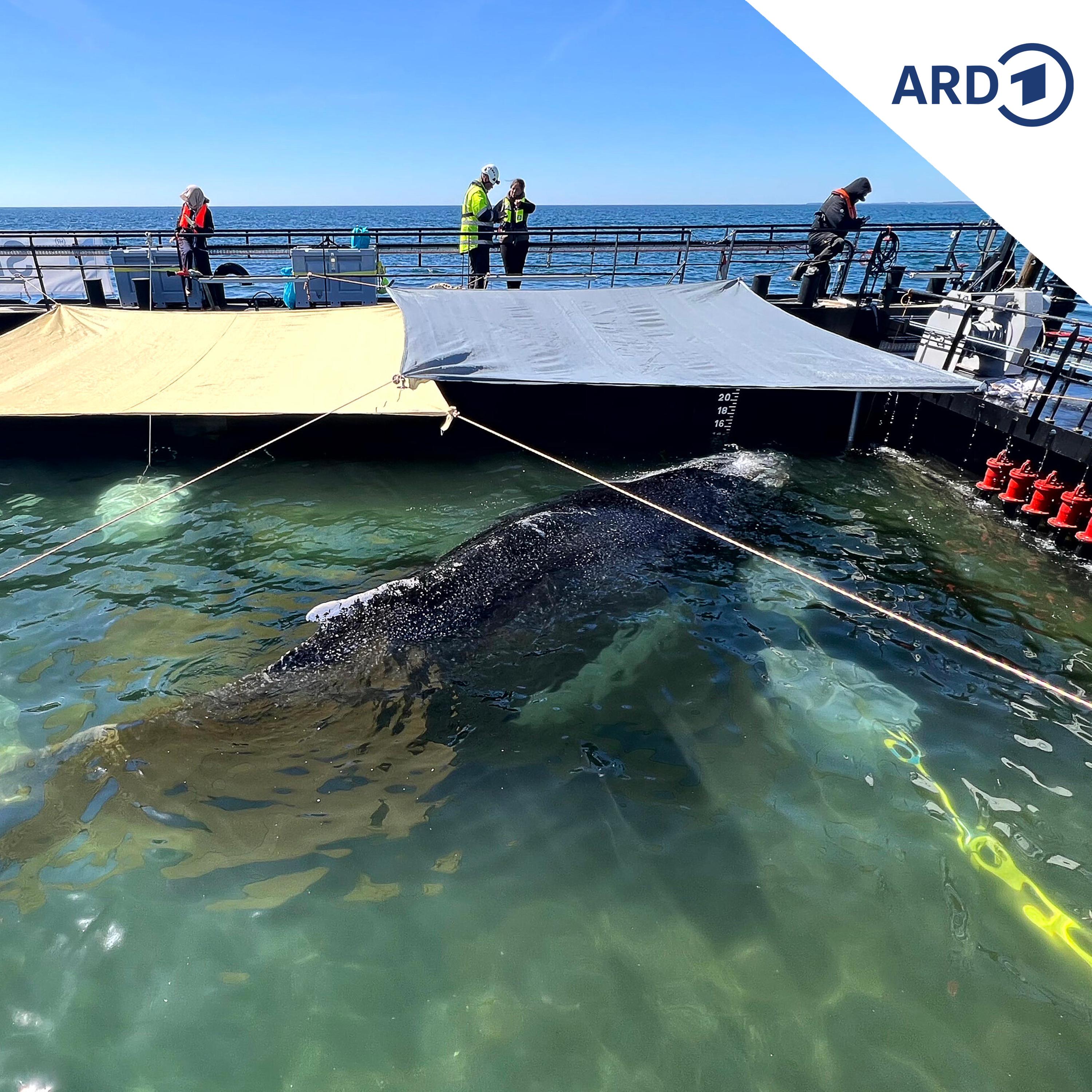 Wildtierspezialistin: Walrettung ist Aktionismus statt Sachverstand episode artwork