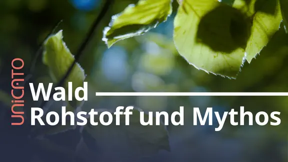 Nahaufnahme von lichtdurchfluteten Blättern vor einem Blätterdach.
