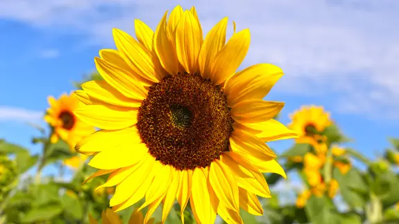 Ein Sonnenblumenfeld bei blauem Himmel