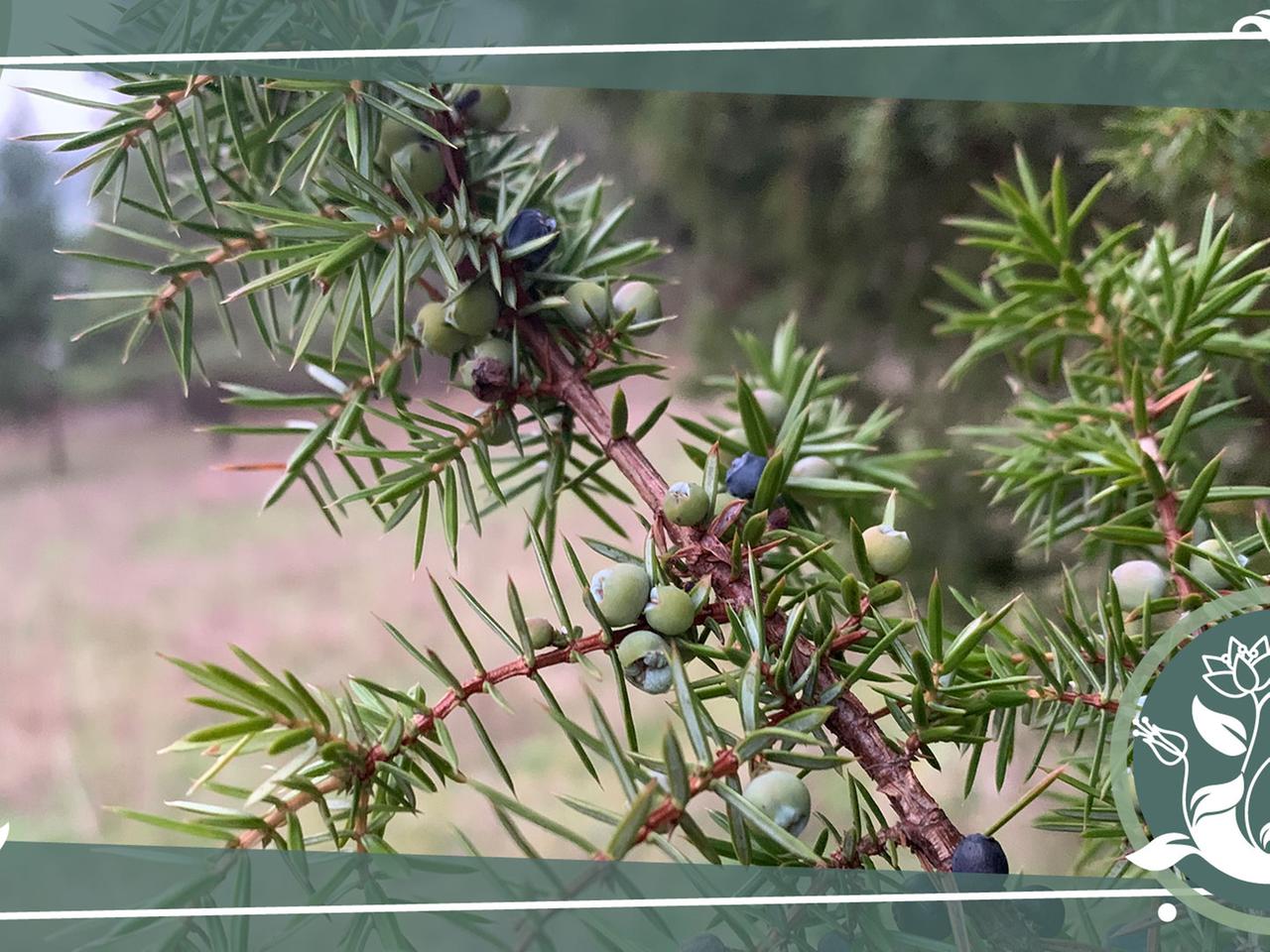 Heide- und Gartenpflanze: Wacholder | mdr.de