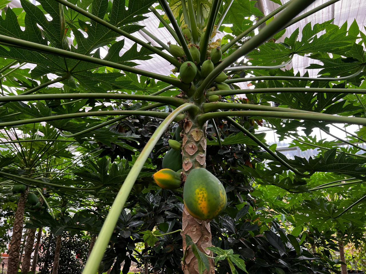 Papaya aus Samen selber ziehen