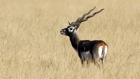 Hirschziegen-Antilope, Bock steht in der Savanne, Indien, Tal Chhapar
