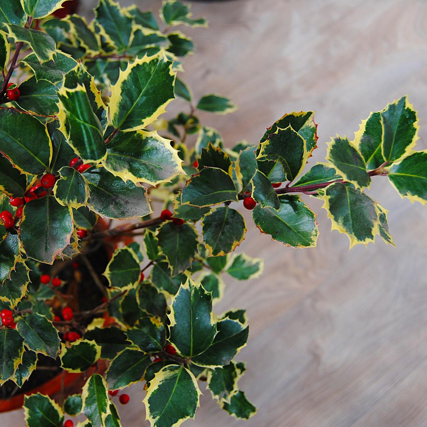 Ilex: Mit Stechpalmen bunt durch den Winter | mdr.de