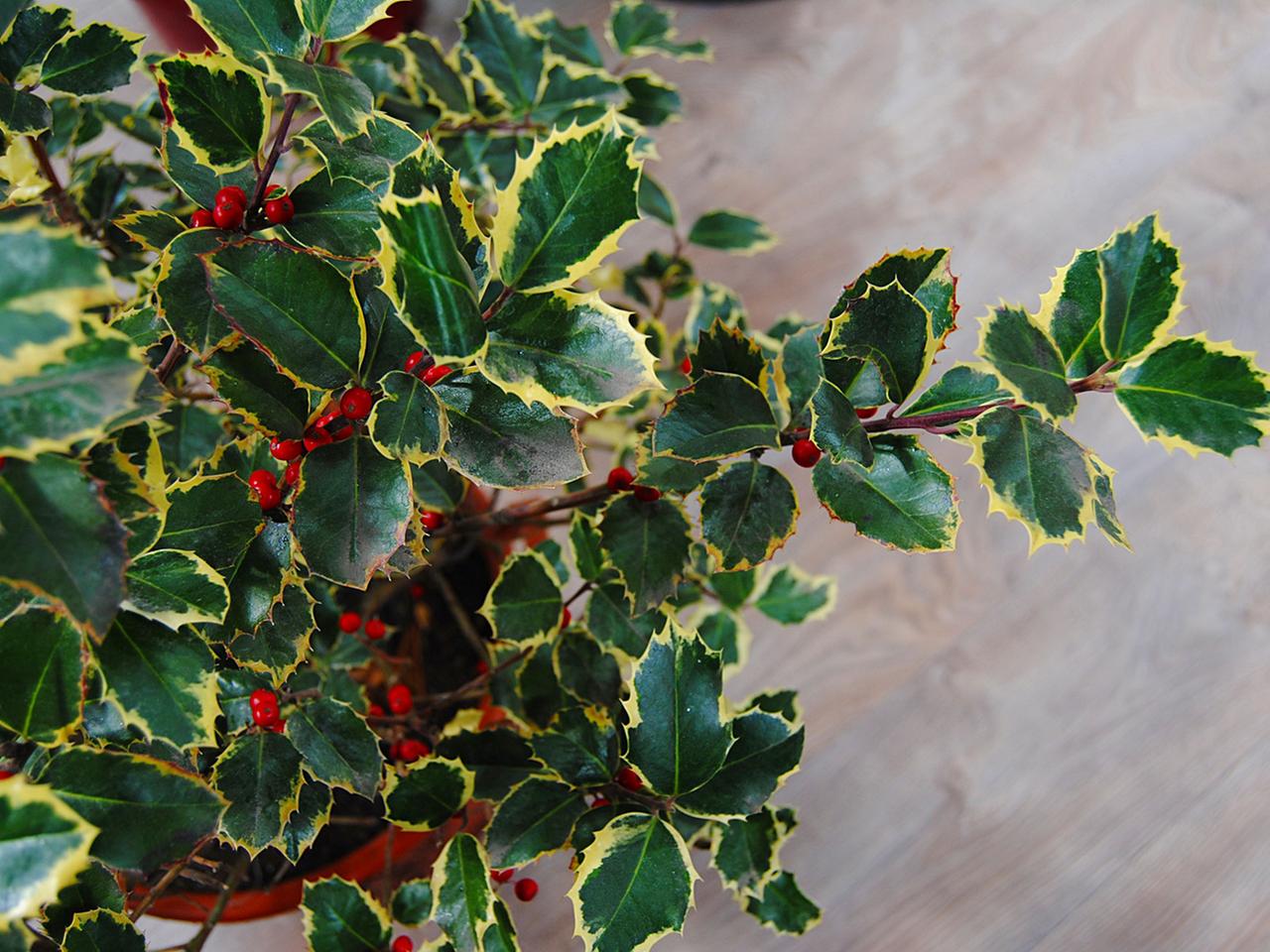 Ilex: Mit Stechpalmen bunt durch den Winter | mdr.de