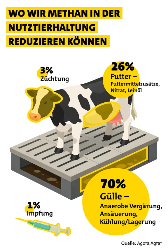 Kühe auf Klimadiät: Dänemarks Weg zu einer besseren Landwirtschaft