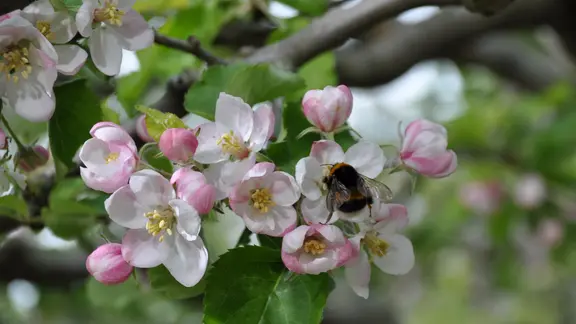 Nahaufnahme von rosa-weißen Blüten. Eine Hummel sitzt auf einer der Blüten.