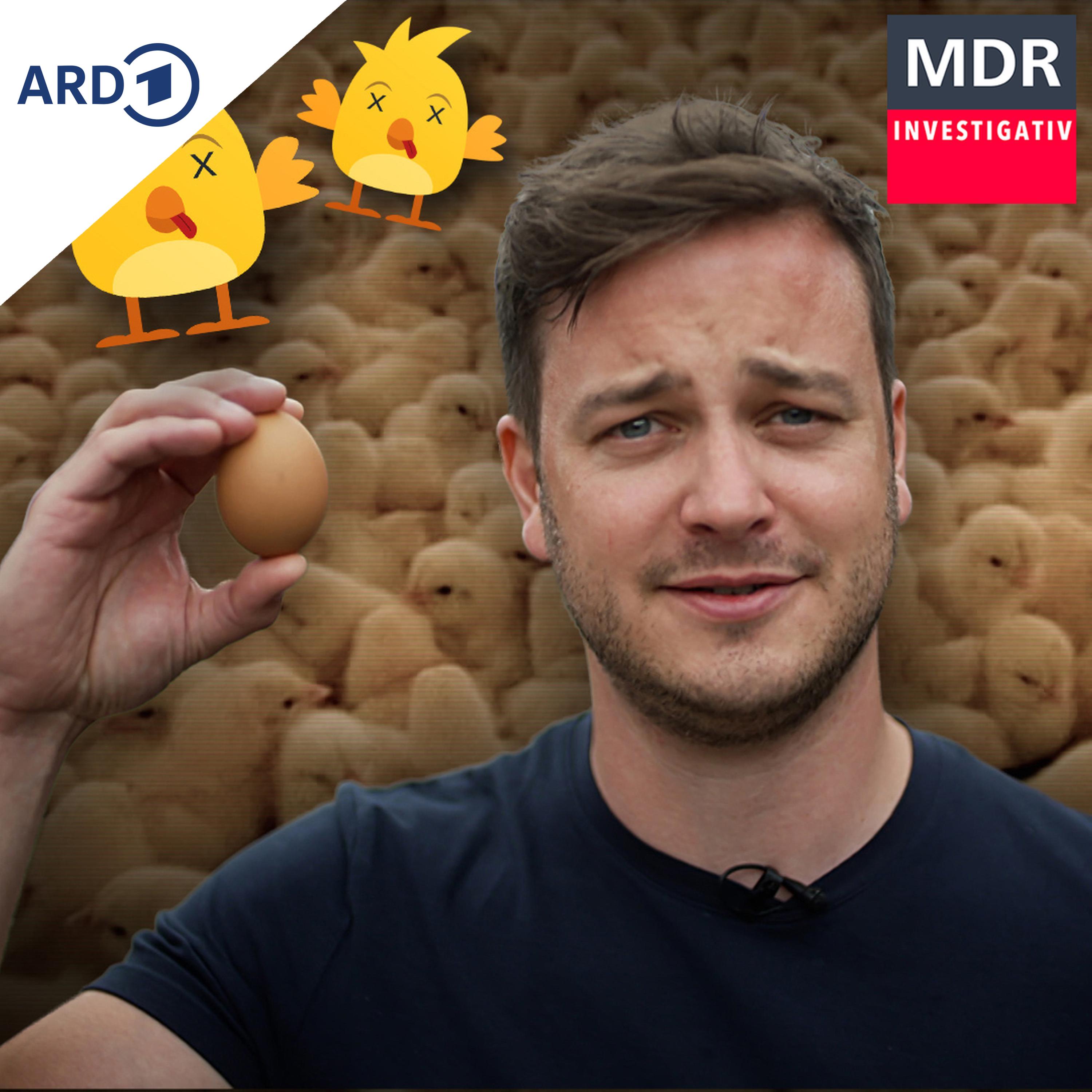 Warum Frühstückseier immer noch Küken töten und sich nichts ändert episode artwork